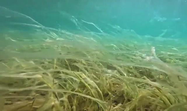 Marmara’da Müsilaj Alarmı: Sular Isındıkça Tehdit Büyüyor!