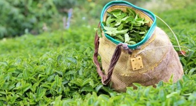 2025 Yaş Çay Alım Fiyatı 25,44 TL Olarak Belirlendi