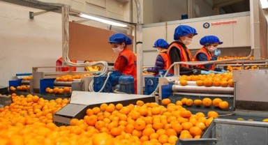 Satsuma mandalinanın ihracat yolculuğu başlıyor