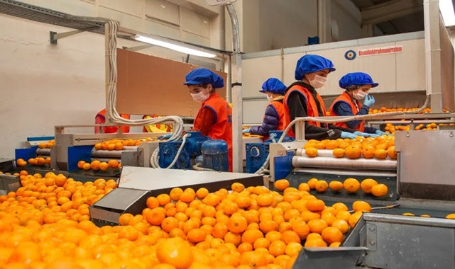 Satsuma mandalinanın ihracat yolculuğu başlıyor