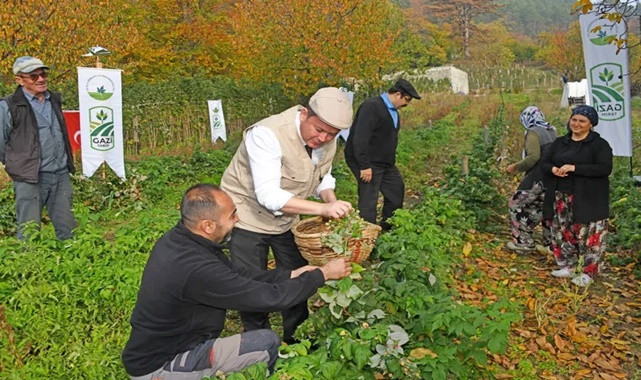 Osmangazi’de organik seferberlik: İlk hasat yapıldı