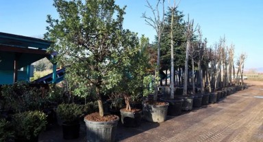 Kocaeli’de Torf Üretimiyle 50 Milyon Liralık Tasarruf