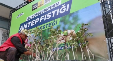 Konya’da Antep fıstığı üretimi hızla yaygınlaşıyor
