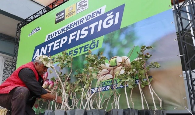 Konya’da Antep fıstığı üretimi hızla yaygınlaşıyor