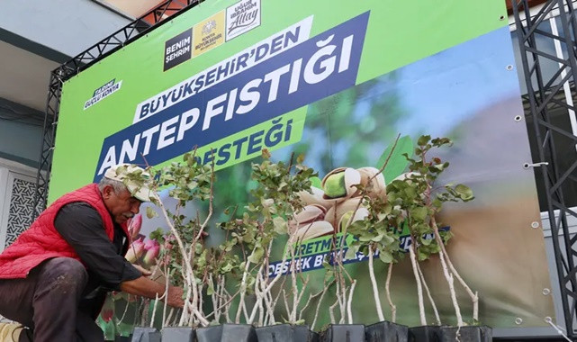 Konya’da Antep fıstığı üretimi hızla yaygınlaşıyor