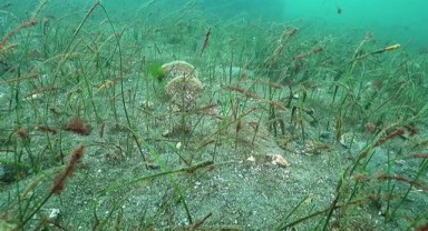 Prof. Dr. Sarı’dan başkanlara çağrı: Marmara için denize inin