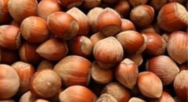 Fındık üreticisi zor durumda!