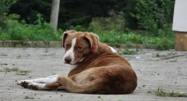 İstanbul’da sokak köpekleri için kritik talimat