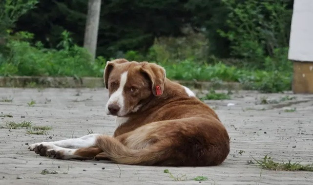 İstanbul’da sokak köpekleri için kritik talimat