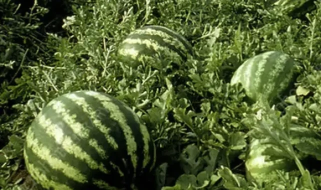 Tarım ÜFE'de yıllık artış yüzde 36,09'a ulaştı