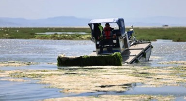 İzmir Körfezi’nde Deniz Marulu Temizliği Hızlandı