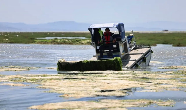 İzmir Körfezi’nde Deniz Marulu Temizliği Hızlandı