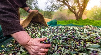 İzmir'de Uluslararası Zeytin Zirvesi... 13 ülkeden uzmanlar buluşuyor