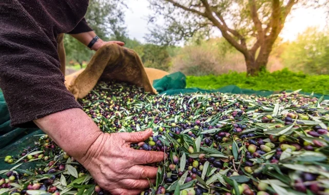 İzmir'de Uluslararası Zeytin Zirvesi... 13 ülkeden uzmanlar buluşuyor
