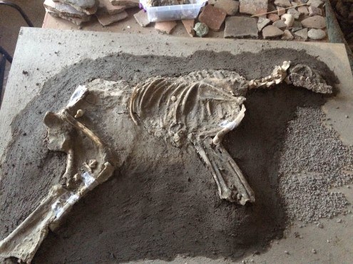 2700 Yıllık Köpek İskeleti Bulundu