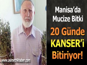Kanser Hastalarına Müjde! Manisa'da 20 Günde Kanseri Yenen Bitki Bulundu
