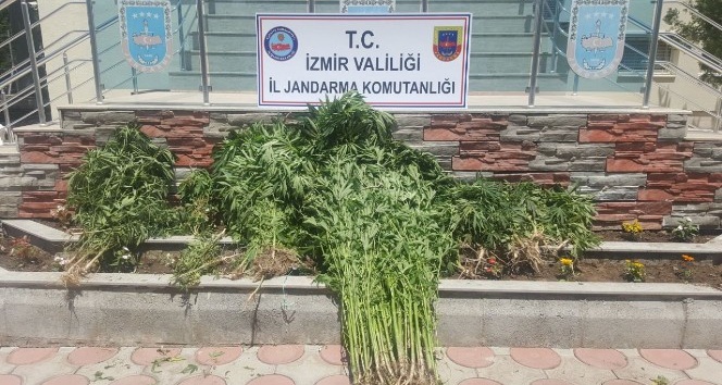 İzmir’de uyuşturucu operasyonu: 239 kök Hint keneviri bitkisi ele geçirildi
