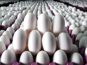 Türkiye'den İran'a Yumurta Desteği: 2 Bin Tır Gidecek