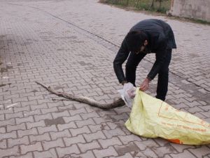 Tekirdağ’da Dev Yılan Paniği