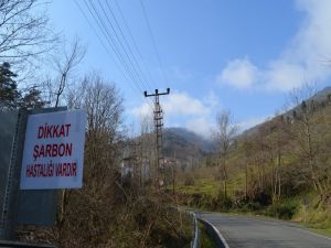 Trabzon’da Şarbon Tehlikesi
