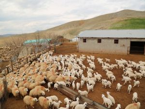 Koyun Ve Kuzuların Renkli Buluşması
