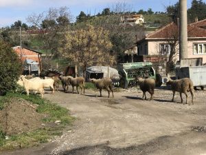 87 Hayvan Telef Oldu: 43 Köy Karantina Altında