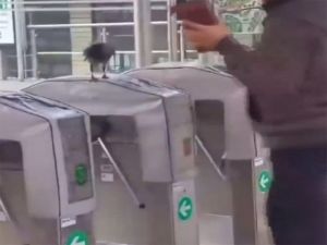 Turnikelerdeki Karga Hayrete Füşürdü
