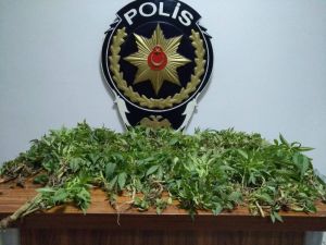 Tokat’ta Uyuşturucu Operasyonu: 12 Gözaltı