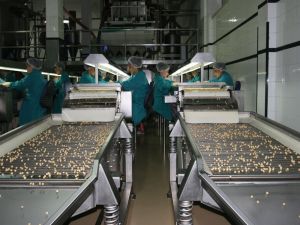 Fındık İhracatı 6 Ayda 1 Milyar Doları Geçti