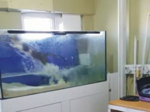 Sineği Yakalamak İsterken Akvaryuma Düştü