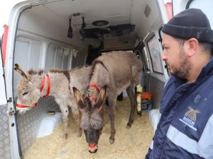 O Eşekler İstanbul’da Tedavi Edilecek